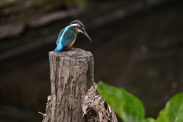 狙いを定めるカワセミ