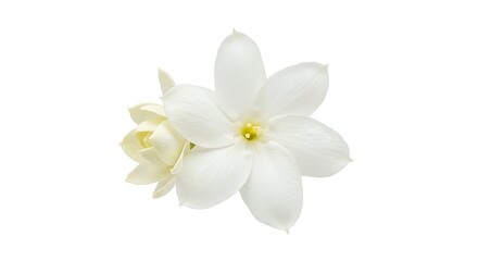 Close-up of a Delicate White Jasmine Blossom AI Generated