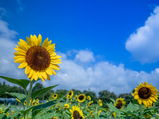 夏から秋の公園や花壇を彩るヒマワリのある風景。自然風景素材。眩しい日差しでボケた景色。ぼんやりした花畑のイメージ。