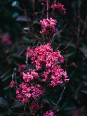 Crepe myrtle flower