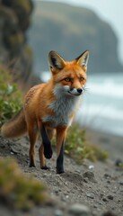 Obraz premium Captivating Red Fox Portrait on Coastal Terrain with Sharp Focus and Natural Lighting