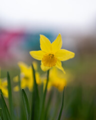 Fototapeta premium daffodils in spring