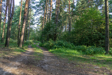 Tranquil image of a road winding through a forest clearing, capturing the serenity of nature. Ideal for nature-themed designs, the scene showing a peaceful journey through the lush greenery. 