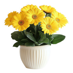 Obraz premium Yellow gerbera daisy flower pot image on transparent background