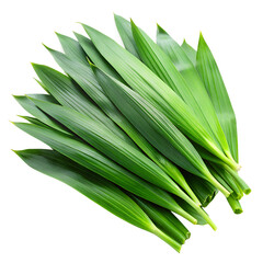 Obraz premium Fresh Green Pandan Leaves Isolated On Black Background For Culinary And Medicinal Use