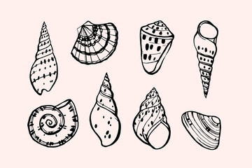 Seashell illustration in hadrdraw style. Stylized vector element for prints, clothing, pattern, packaging and postcards.