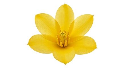 Obraz premium Golden Bloom: A Study in Light AI Generated