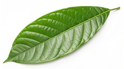 Obraz premium green cocoa leaf isolated on white new