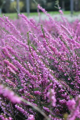 Fototapeta premium field of lavender