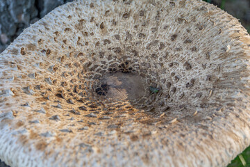 Macro photo of a parasol mushroom, capturing its intricate details. Ideal for nature enthusiasts and botanical designs, the close-up view showcases the beauty and complexity of this fungal species. 