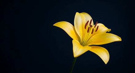 Obraz premium Golden Lily: Dark Elegance AI Generated