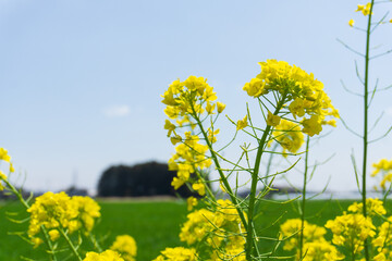 菜の花