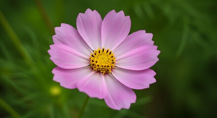 Obraz premium Cosmos Bloom: Soft Pink Petals AI Generated