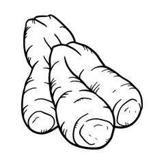 A simple drawing of ginger root or rhizome. Vector illustration of the botanical nature icon.