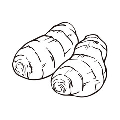Two ginger root drawing vector icon isolated on white backdrop.