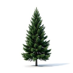 Fototapeta premium The tall and green Christmas tree