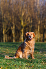Golden retriever dog outside in the park in spring at sunset sitting on the grass