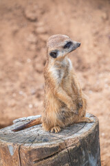 Fototapeta premium Meerkat, Suricata suricatta, on hind legs. Portrait of meerkat standing on hind legs with alert expression. Portrait of a funny meerkat sitting on its hind legs.