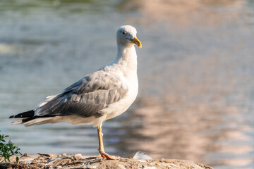 Obraz premium Seagull sits on stone cliff at the sea shore