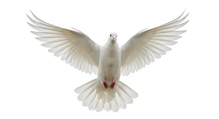 Fototapeta premium Dove Flying with Wings Spread on White Background Represents Freedom