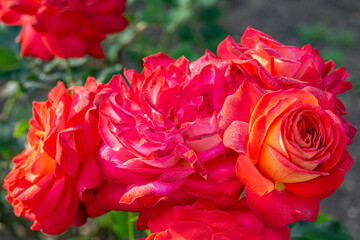 Close up photo of a red rose with green leaves in a garden. Ideal for floral designs, the image showcases the beauty of the blooming rose, highlighting its delicate petals and vibrant green foliage.
