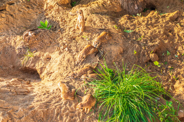 Meerkat, Suricata suricatta, on hind legs. Portrait of meerkat standing on hind legs with alert expression. Portrait of a funny meerkat sitting on its hind legs.