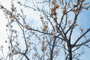 Flowering spring apricot tree in garden.