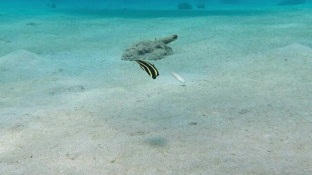 Shallow tropical sea and swimming juvenile French angelfish (Pomacanthus paru). Marine life and sandy bottom. Underwater video from scuba diving with fish. Fish behavior, travel footage.