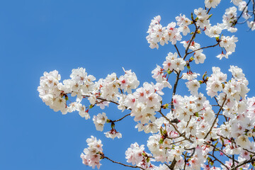 桜の開花イメージ