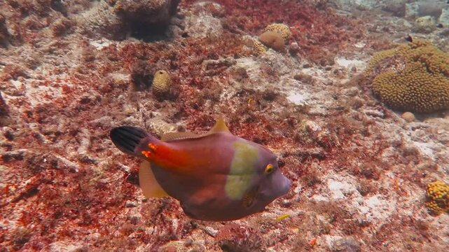 Swimming whitespotted filefish (Cantherhines macrocerus) on coral reef. Fish and corals, tropicl colorful aquatic life. Underwater video from scuba diving with marine wildlife.