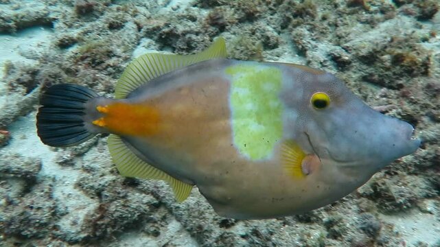 Fish and corals, tropicl colorful aquatic life.  Swimming whitespotted filefish (Cantherhines macrocerus) on coral reef. Underwater video from scuba diving with the vivid marine wildlife.