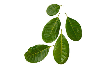 leaves of cashew nut  isolated on white background