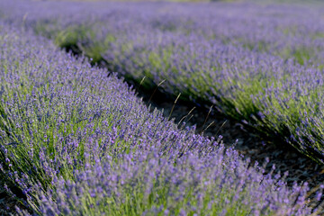 Obraz premium FLOR DE LAVANDA