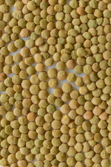 LENTEJAS (Lens Culinaris)