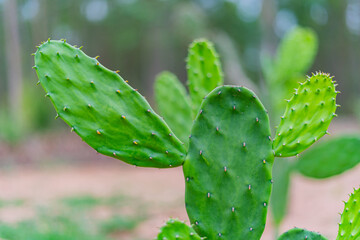 Cactus, cacti in various pots