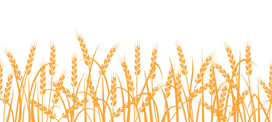 Wheat field seamless pattern. Yellow ears of wheat on a white background. Agricultural field of grain crops.