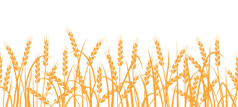 Wheat field seamless pattern. Yellow ears of wheat on a white background. Agricultural field of grain crops.