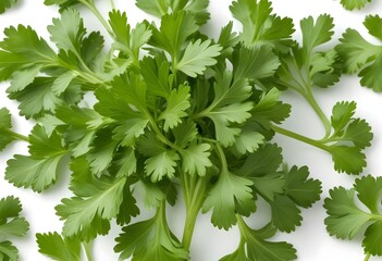 Fresh parsley isolated on white background