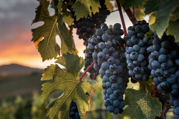 Fototapeta premium Close-Up of Ripe Purple Grapes on Vine at Sunset in Vineyard