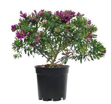 Myrtle-leaf milkwort, polygala myrtifolia, flowers isolated on white, clipping path