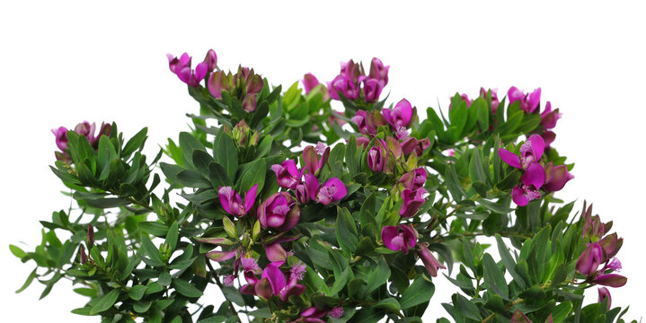 Myrtle-leaf milkwort, polygala myrtifolia, flowers isolated on white, clipping path