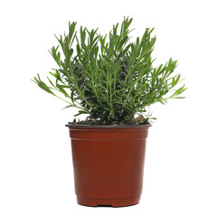 Lavender in pot, Lavandula, isolated on white