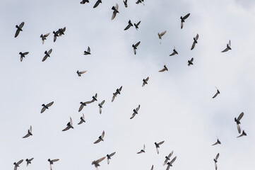 Photo of animals, many beautiful birds flying, flock of pigeons on blue sky with clouds in nature.