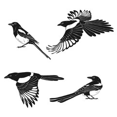 Magpie, flying bird, set. Hand drawn vector illustration on white background