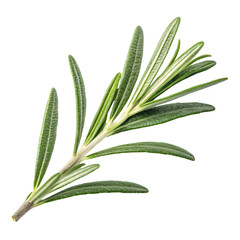 Fototapeta premium Rosemary Herb Sprig: Fresh, Green, Aromatic on transparent background