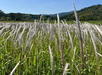 野原に群生するチガヤの花穂