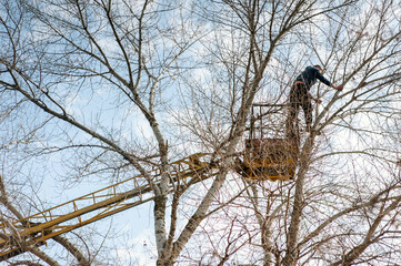 A male lumberjack trims branches from a tree while standing high on a crane platform.