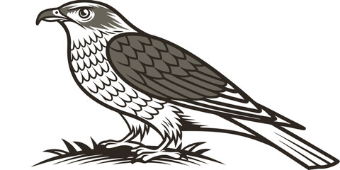Vector Illustration of a Majestic Hawk Bird in Monochrome Style