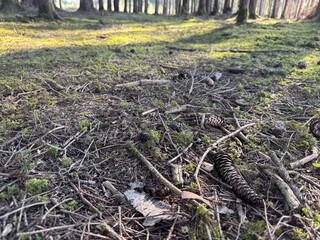 dead tree on the ground