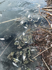 Observing the Environmental Impact of Decomposing Fish Found in Shallow Water A Study on Biodiversity, Conservation, and Ecosystems in Freshwater Waterways and Wildlife